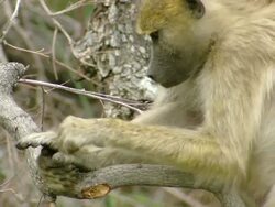CU TU Shot of Chacma baboon sitting on branch of tree observing surroundings and grooming / Okavango Delta, North West District, Botswana Stock Footage