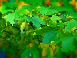 Leaves. Stock Footage