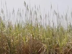 Sugarcane plantation Stock Footage