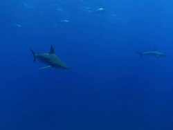 MS Shot of Blacktip shark swiming in open waters with remora then turning and moving downwards / Aliwal Shoal, Kwa Zulu Natal, South Africa Stock Footage