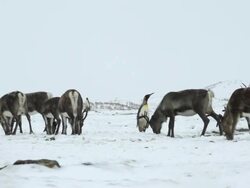 MS Herd of reindeer, Rangifer tarandus, with bay and mountains  / Fortuna Bay, South Georgia Island, British Overseas Territory Stock Footage