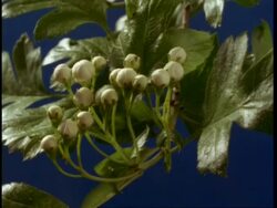 MS time lapse Hawthorn Blossom, blooming to white flowers and then wilting Stock Footage