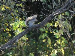 MS Squirrel sitting in tree / St. Jacobs, Ontario, Canada Stock Footage