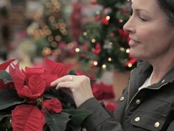 Woman looking a a poinsettia plant Stock Footage
