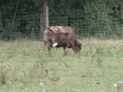 Cow 1 - HD 1080/30f Stock Footage