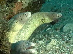 CU Geometric moray eels peering out from cave with rocks covered with bryozoan and swaying seaweed / Matola, Maputo, Mozambique Stock Footage