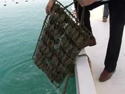 Gulf takes on Japan as new pearl hub News Clip