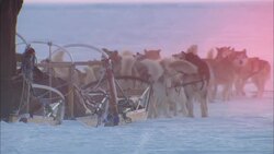 A team of sled dogs stands with the sled on Alaska's snowy tundra. Stock Footage