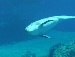 HD Dolphin Video Stock Footage