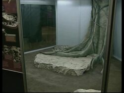 Lizards and snakes on show at the American Museum of Natural History News Clip