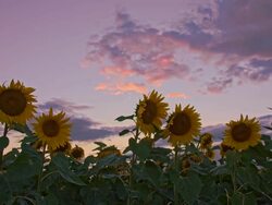 WS DS Sunflowers At Dusk Stock Footage