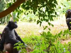 Mother and young chimpanzees Stock Footage