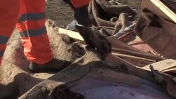 CLEAN : Cleaning crews start tearing down Calais Jungle News Clip