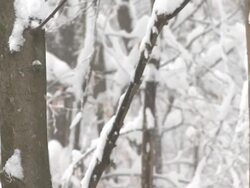 HD: Winter time Stock Footage