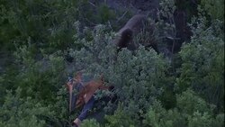 A bear tears apart a tent. Stock Footage
