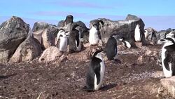 Chinstrap Penguin Stock Footage
