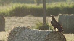 Hunting eagle Stock Footage