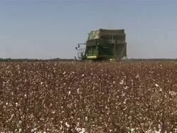 LS of cotton harvester moving through field. Stock Footage