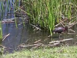 Glossy Ibis Preening in the Wetlands Stock Footage