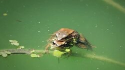 Frog in pond Stock Footage