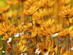 MS Shot of Orange Namaqualand daisies buffeted by the wind / Namaqualand, Northern Cape, South Africa Stock Footage