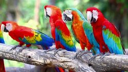Colorful red parrot macaw Stock Footage