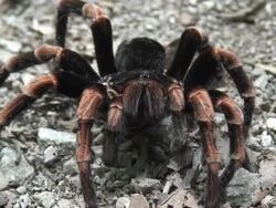 Orange-kneed Tarantula Stock Footage