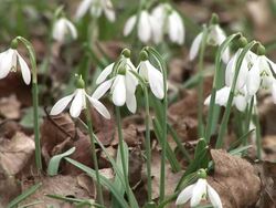 HD: Snowbells Stock Footage