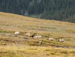 WS Shot of bighorn rams grazing on tundra with head including mountain / Grand Lake, Colorado, United States Stock Footage