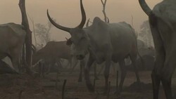 A cattle camp in South Sudan Stock Footage