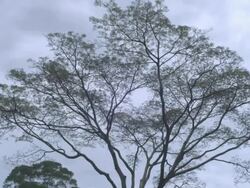 WS TD Big tree falls in deforestation area / Buikwe, Uganda Stock Footage