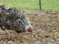 MS Shot of Free range hens scratch and feed on corn in farm yatd / Chelsea, Michigan, United States  Stock Footage