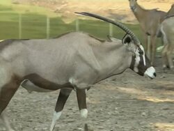 Pull Back Shot Oryx Safari World Bangkok Thailand Stock Footage