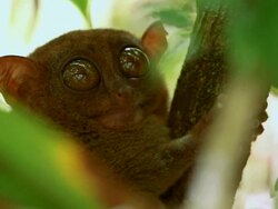 "CU of a Philippine tarsier looking around with it's large eyes while clinging to tree / Bohol Island, Philippines" Stock Footage