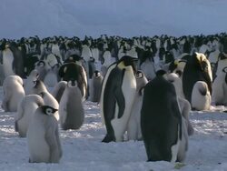MS PAN Groups of penguins and chicks at snow / Riiser-Larsen emperor penguin colony, Queen Maud land, Antarctica  Stock Footage