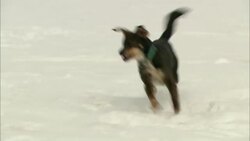 Sled dogs chase each other and play in the snow. Stock Footage