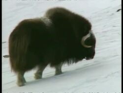 MS single Musk Ox, Ovibos moschatus, grazing in snow, Arctic Circle Stock Footage