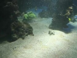 SHARKS! Stock Footage