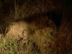 MS Shot of Lions feeding on kill, torchlight shone on them, Entabeni Game Reserve / Limpopo, South Africa Stock Footage