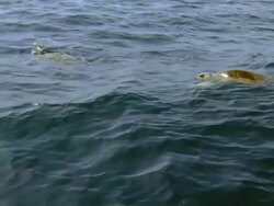MS Two Olive Ridley turtle swimming at surface of ocean / Guanacaste, Costa Rica Stock Footage