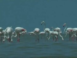 Greater Flamingoes (Phoenicopterus roseus) feeding in colony, South India Stock Footage