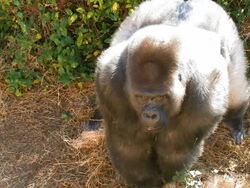 Angry gorilla looking Stock Footage