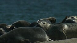 Seals rest on a sandbar. Stock Footage