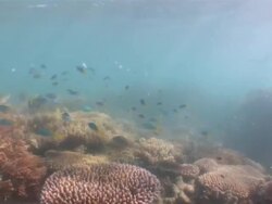 MS POV Fishes swimming near by coral  AUDIO / Queensland, Australia Stock Footage