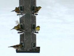 MS American goldfinches at feeder during winter / Tweed, Ontario, Canada Stock Footage