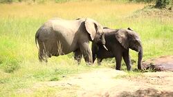 Elephants drinking and playing with water-11/13 Stock Footage
