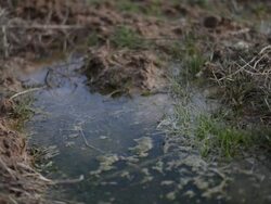 Water with algae Stock Footage