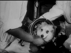 THE DOG IN THE ROCKET News Clip