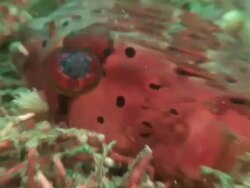 Inflated porcupine fish (family Diodontidae) hiding in coral, Kungkungan Bay Resort, Lembeh Strait, Sulawesi, Indonesia Stock Footage
