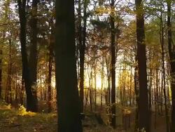 HD: Beautiful Autumn Trees At Sunset Stock Footage